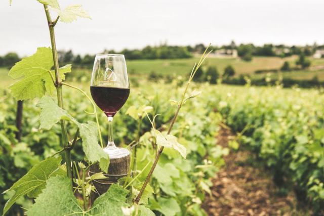 Vins naturels : ce qu'ils sont vraiment Vins naturels : ce qu'ils sont vraiment